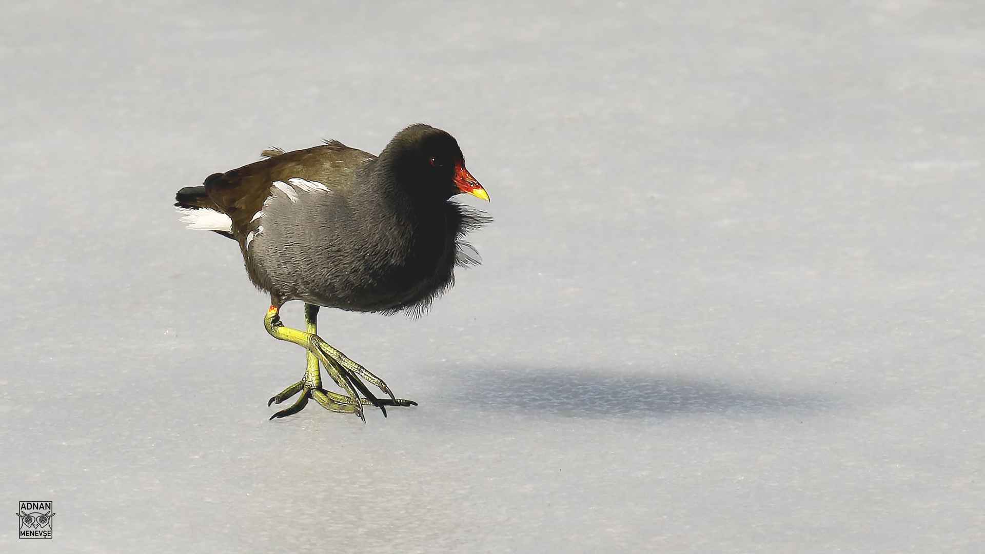 Eurasian Moorhen